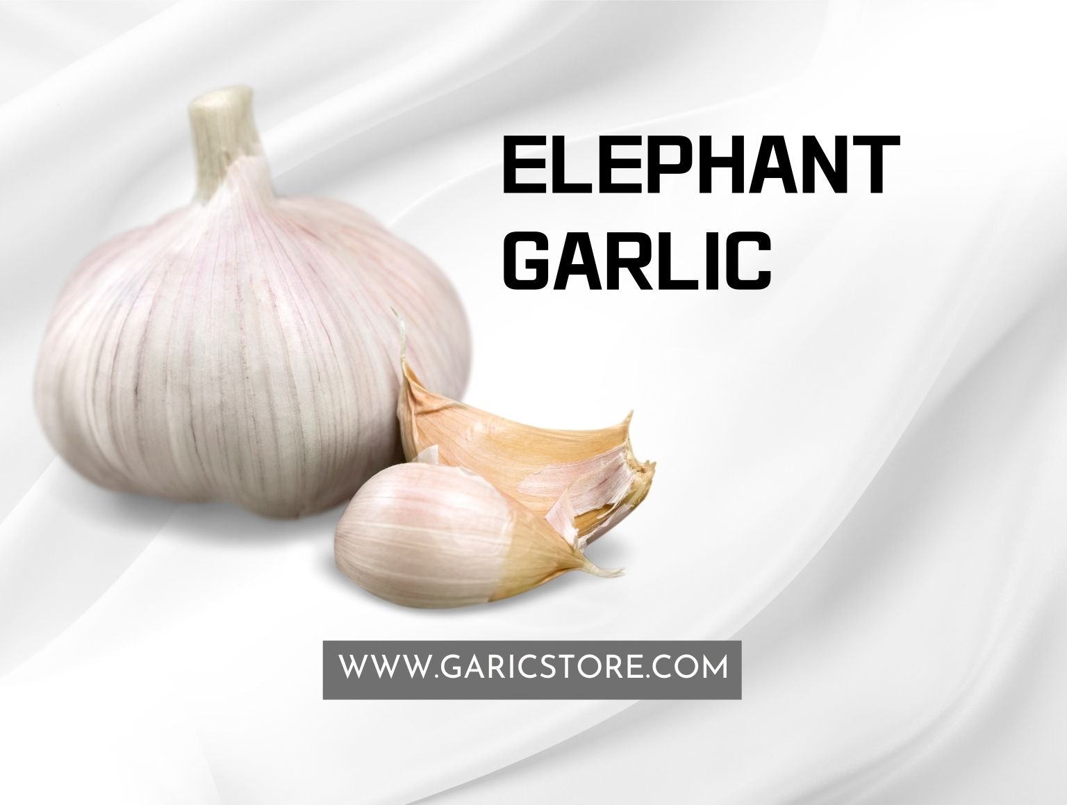 Elephant Garlic
