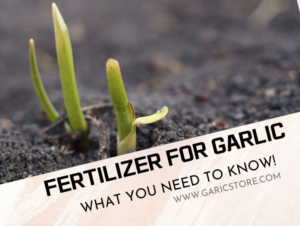 Fertilizer For Garlic [Everything You Need To Know] Garlic Store