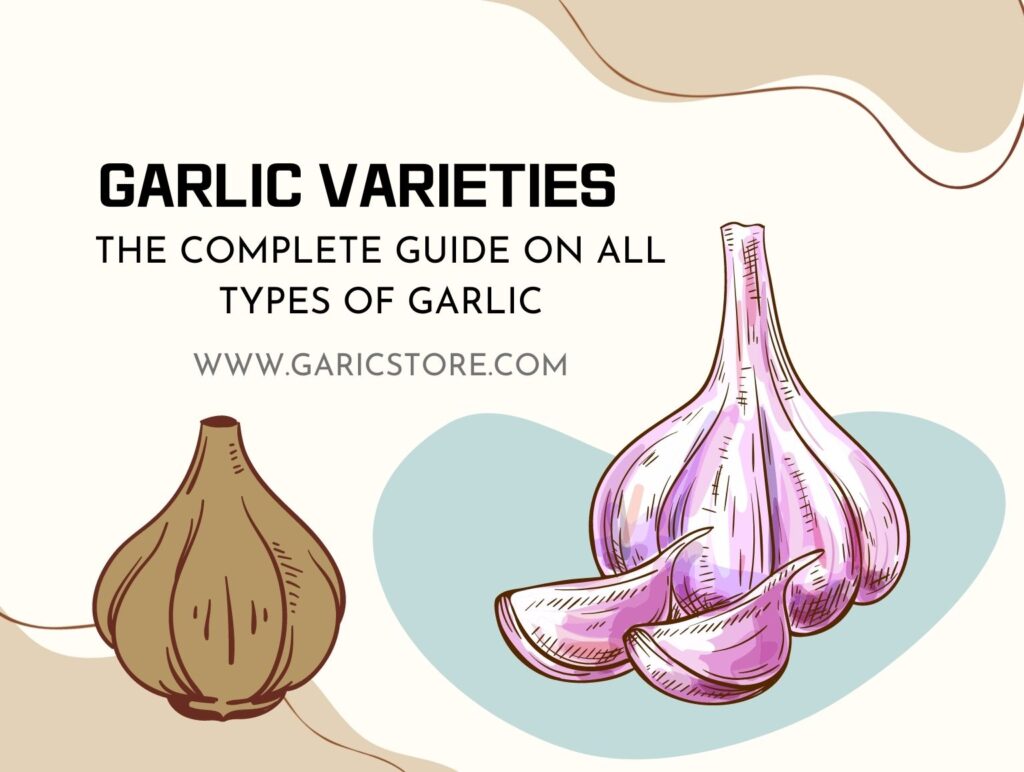 Garlic Varieties Guide On All Types of Garlic] Garlic Store