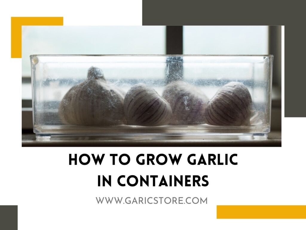 How to Grow Garlic in Containers? [Facts & Tips] Garlic Store