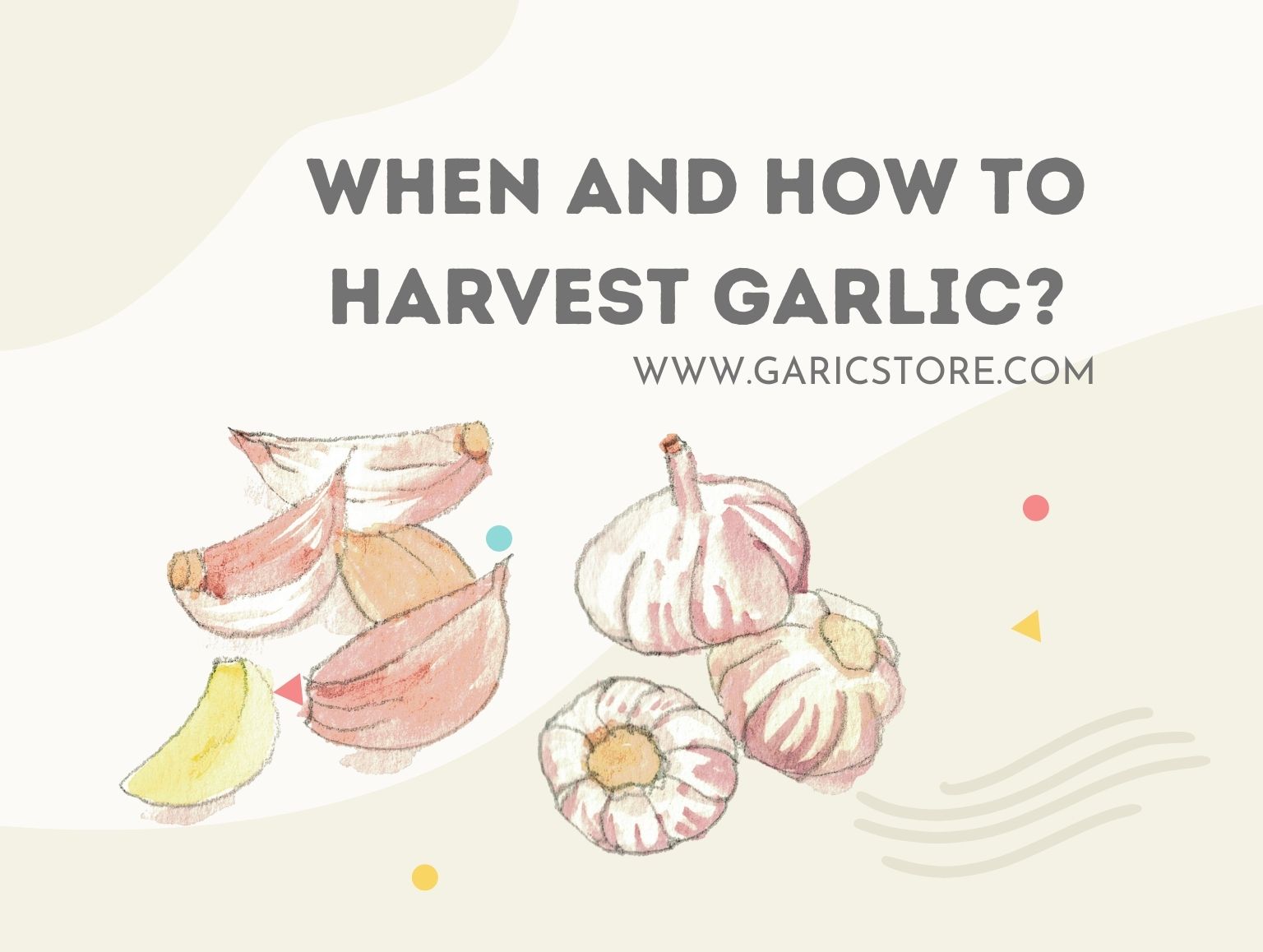 When and How to Harvest Garlic