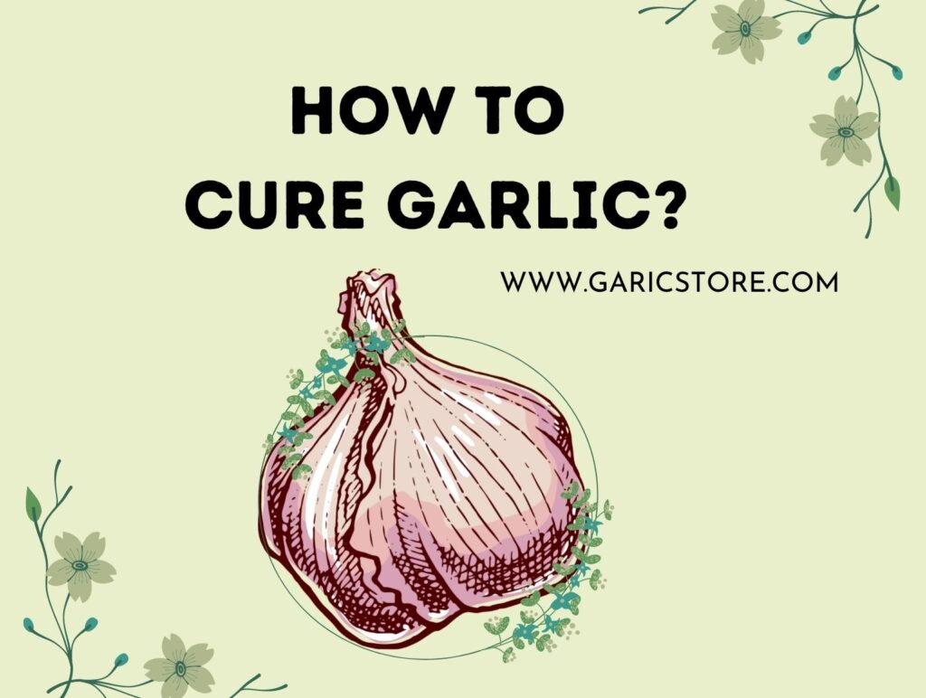 How To Cure Garlic [Mistakes To Avoid] Garlic Store