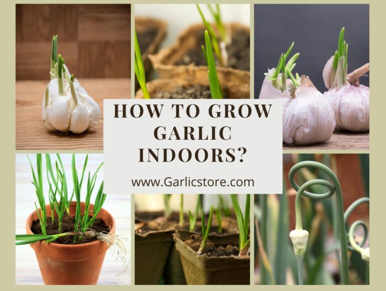 How To Grow Garlic Indoors? Garlic Store