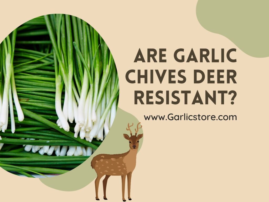 Are Garlic Chives Deer Resistant? (Detail Information)