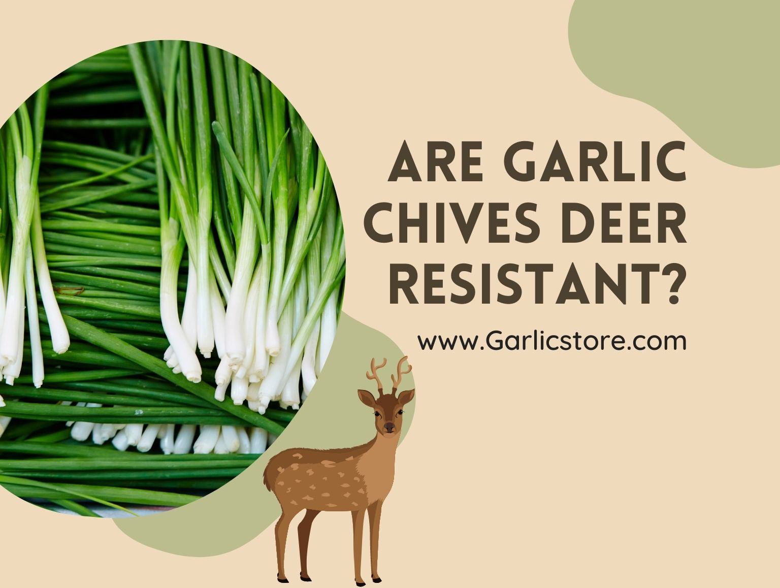 Are garlic chives deer resistant