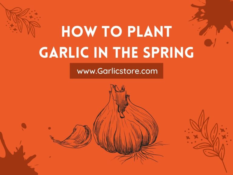 How To Plant Garlic In The Spring? (Full Guide)