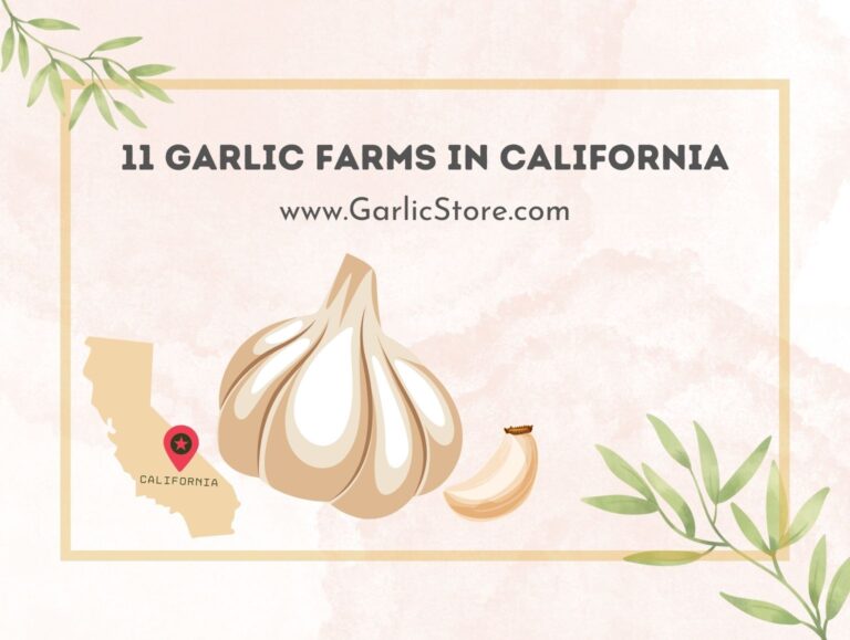 11 Garlic farms in California [An Easy Finding] Garlic Store