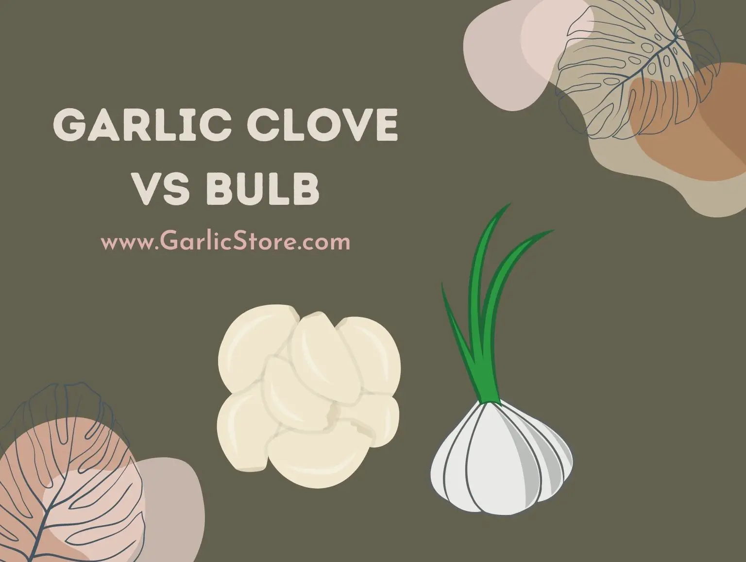 Garlic Clove Vs Bulb