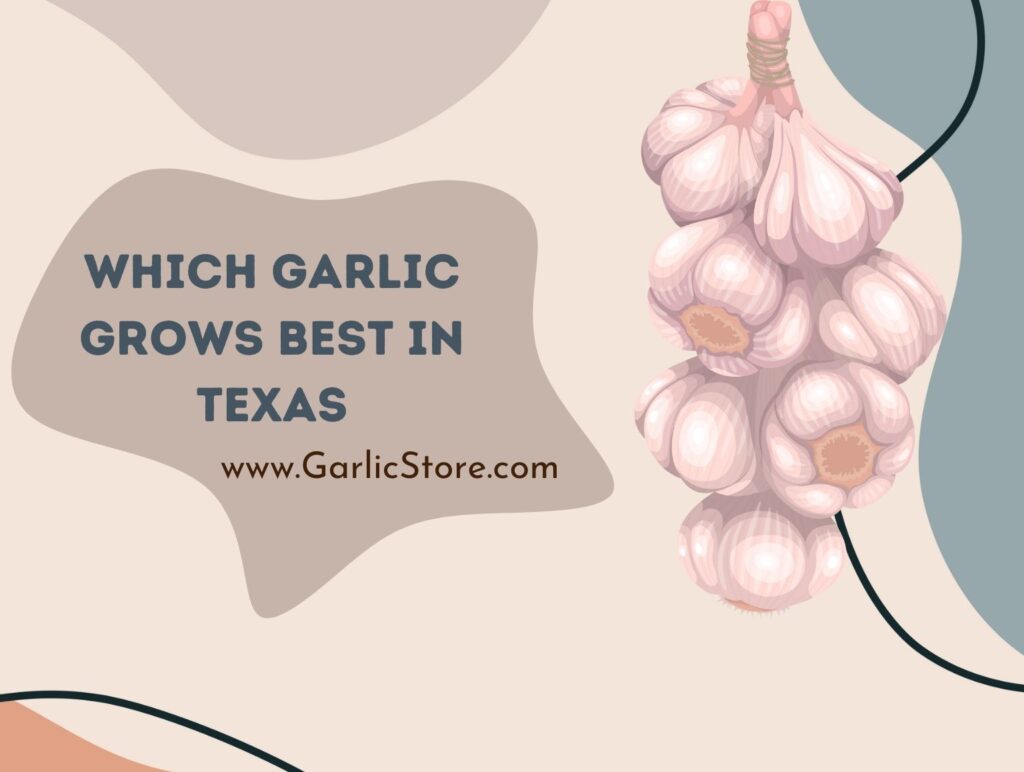 Which Garlic Grows Best in Texas? Garlic Store