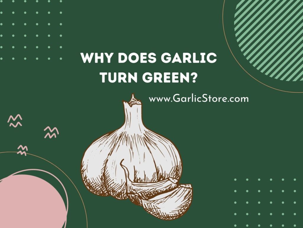 Why Does Garlic Turn Green? Garlic Store