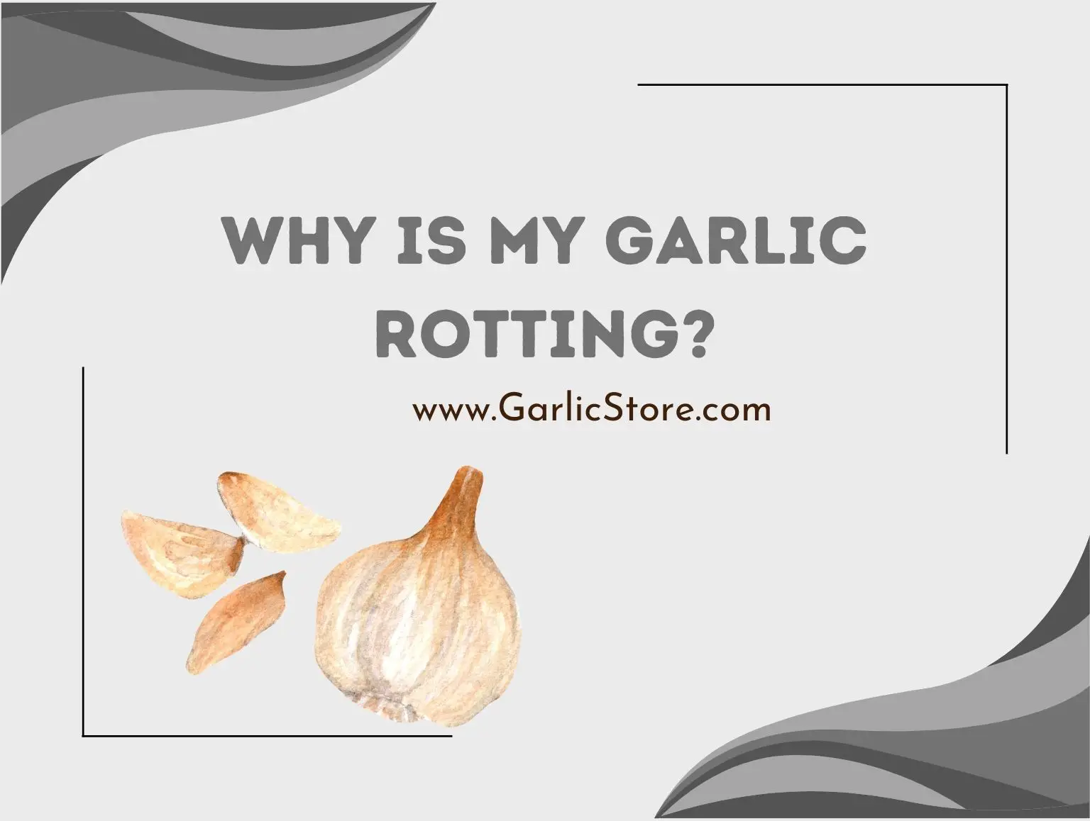 why is my garlic rotting