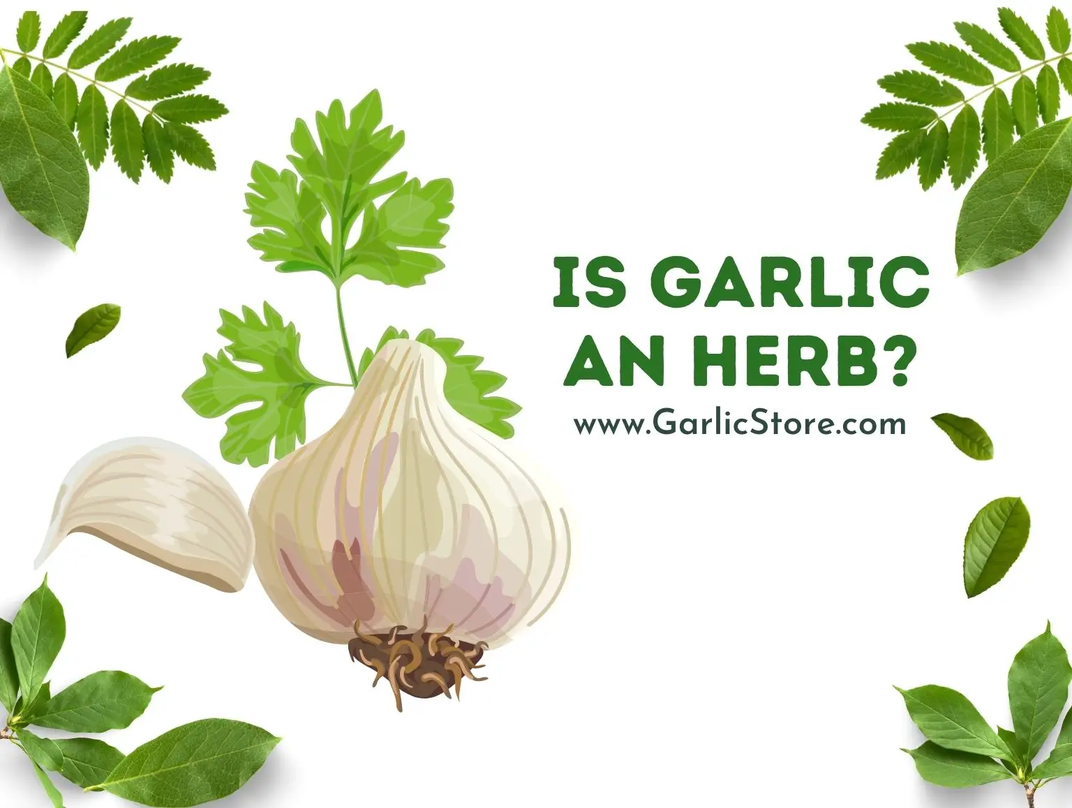 is garlic an herb