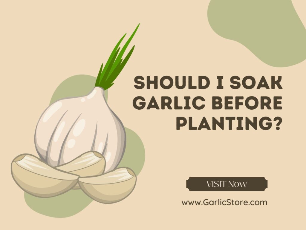 Should I Soak Garlic Before Planting? Garlic Store