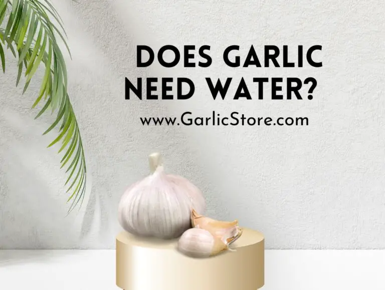 Does Garlic Need Water? Garlic Store