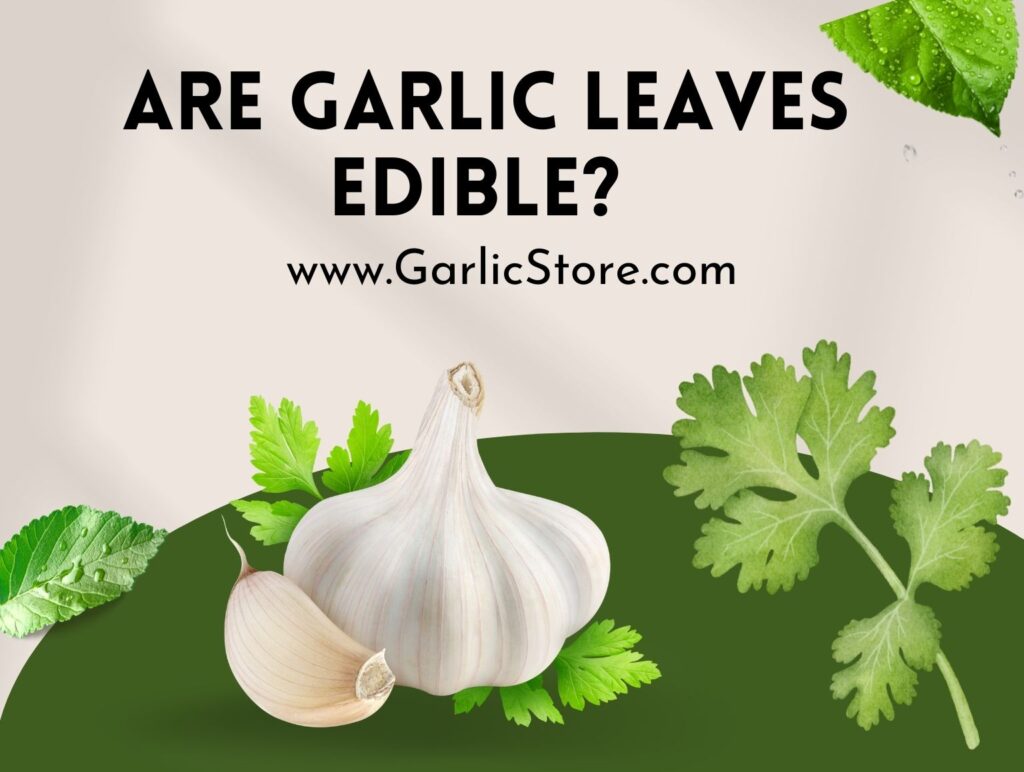 Are Garlic Leaves Edible? Garlic Store