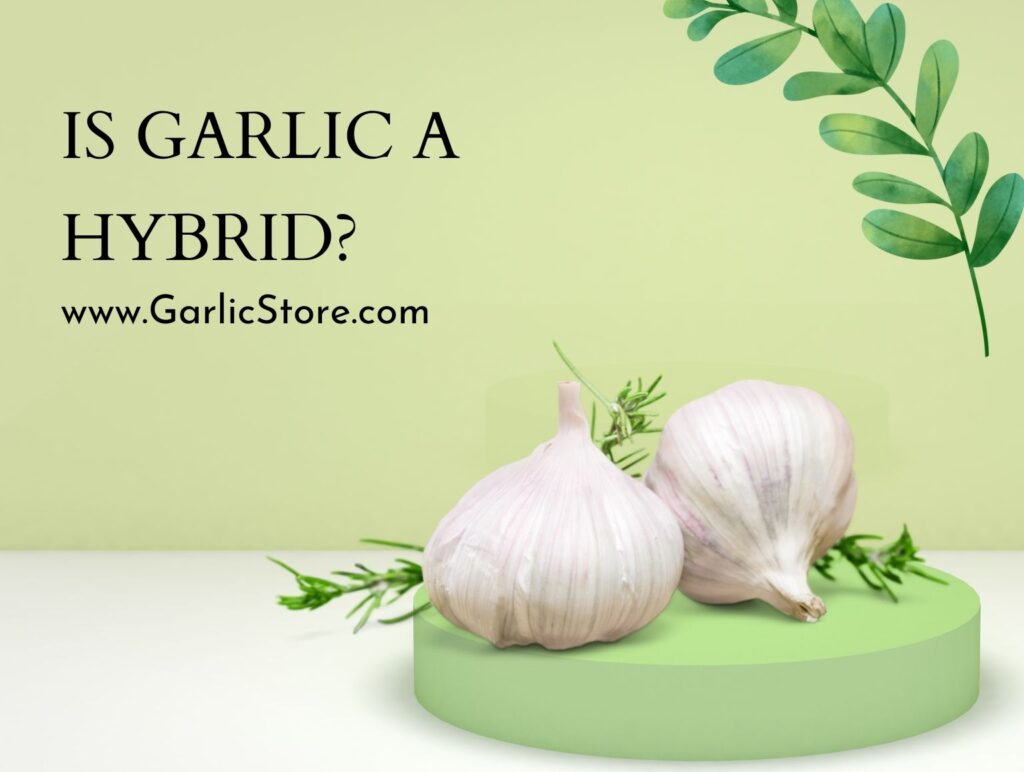 Garlic Store GarlicStore Com garlic-store-garlicstore-com