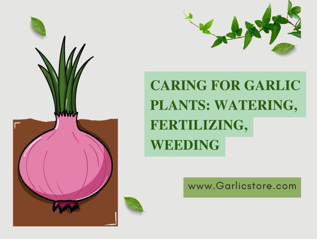 Caring for Garlic Plants Watering, Fertilizing, Weeding Garlic Store