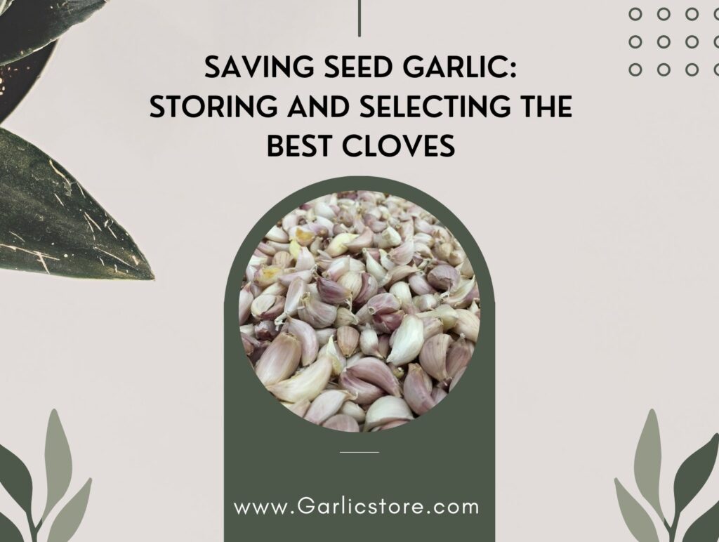 Saving Seed Garlic Storing and Selecting the Best Cloves Garlic Store