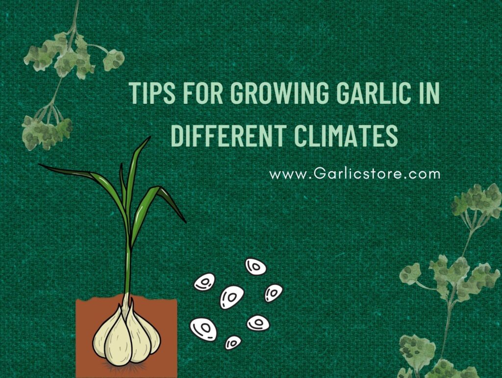 Tips for Growing Garlic in Different Climates Garlic Store