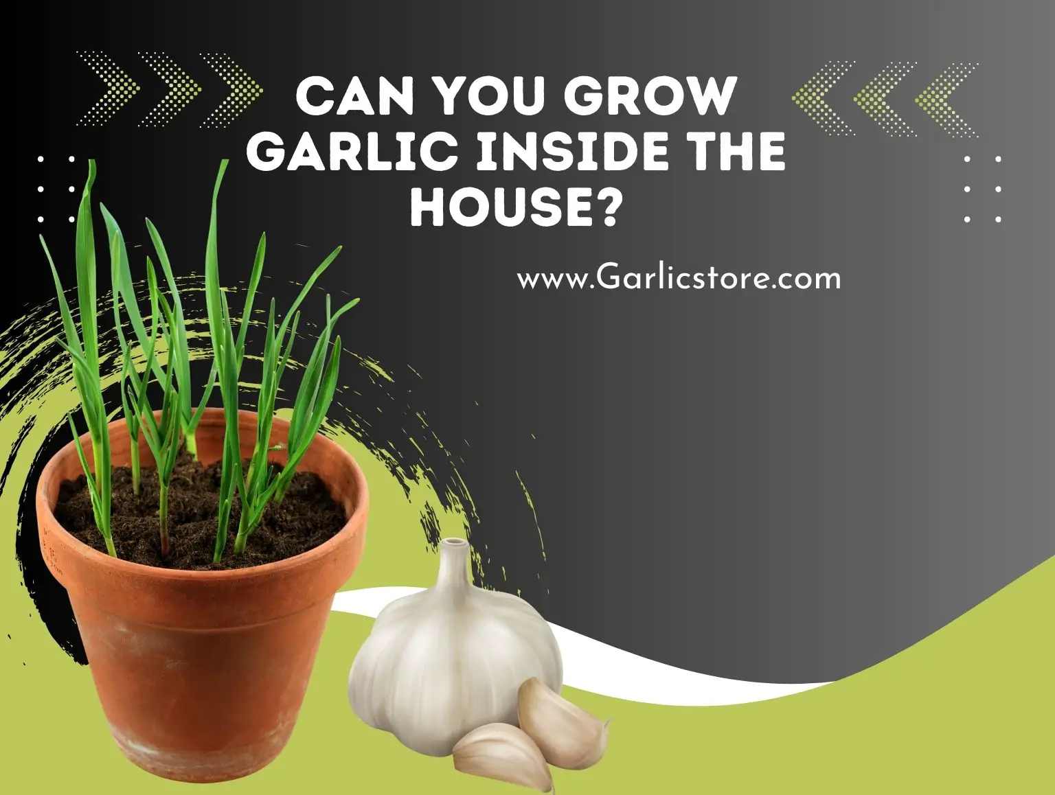 Can You Grow Garlic Inside the House?