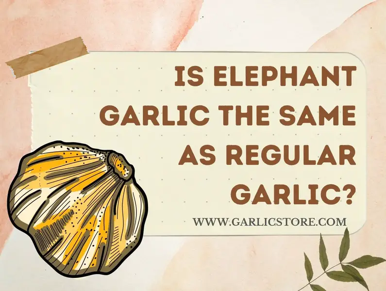 is elephant garlic the same as regular garlic