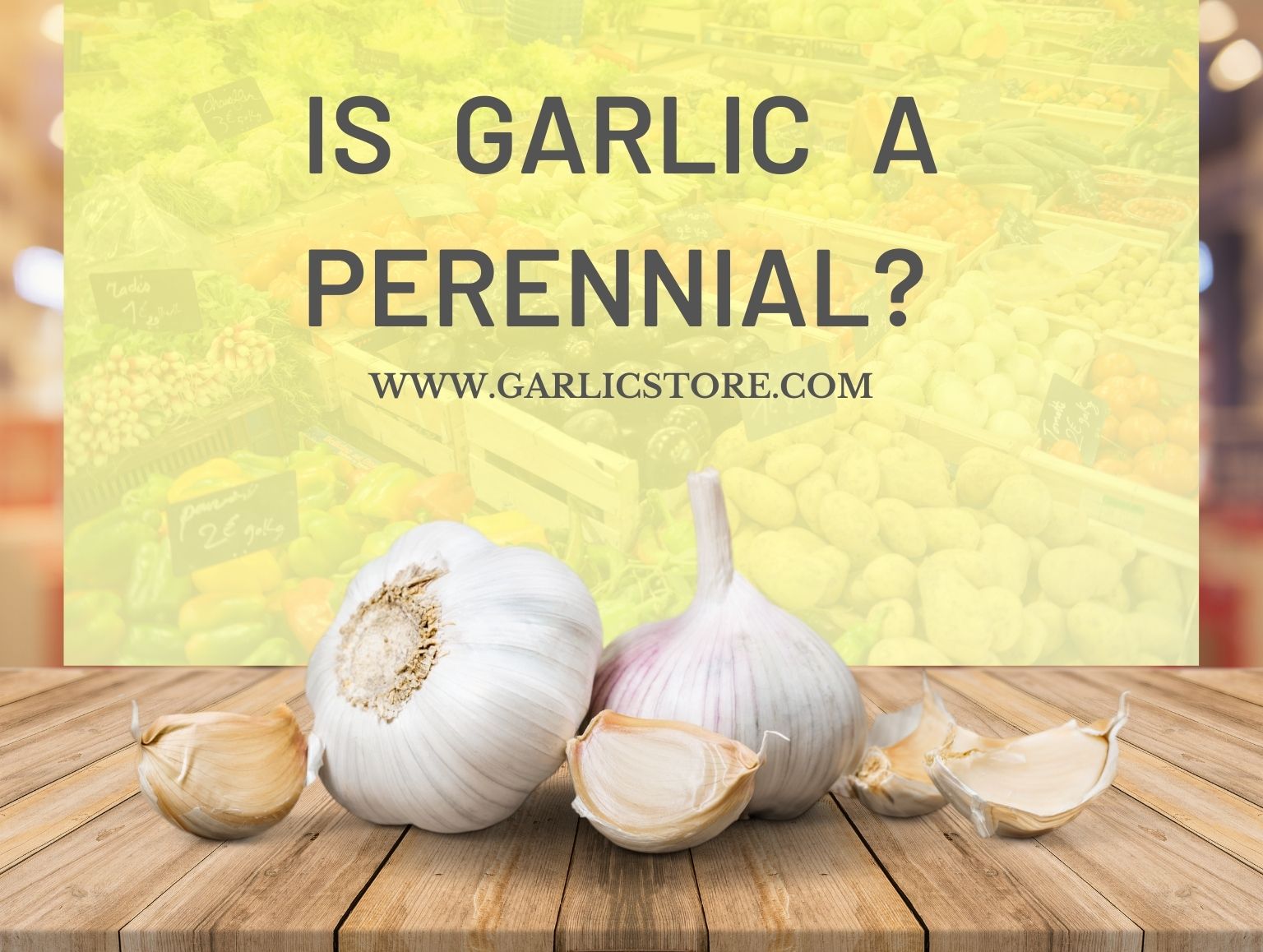 is garlic a perennial