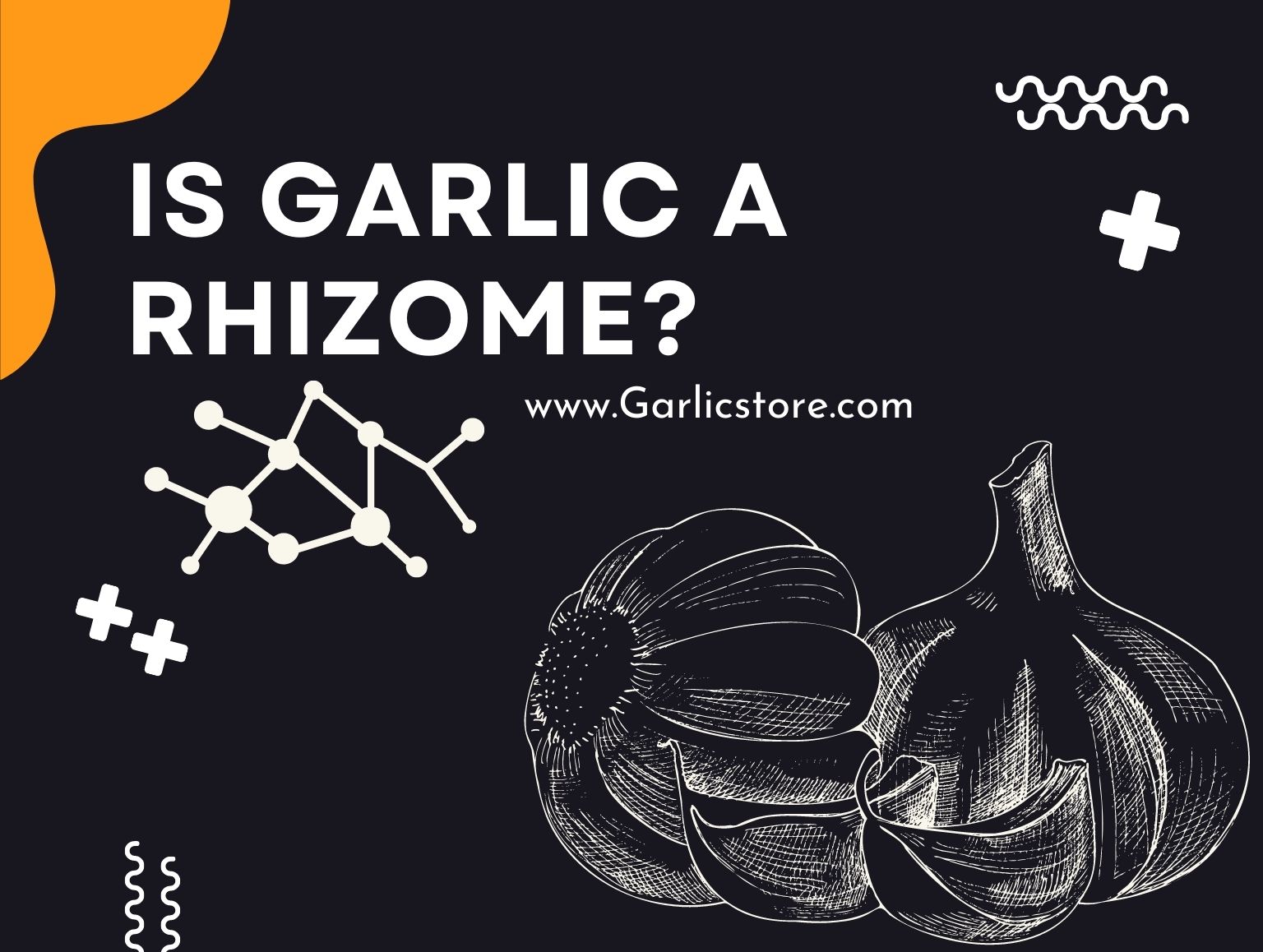 Is Garlic a Rhizome?