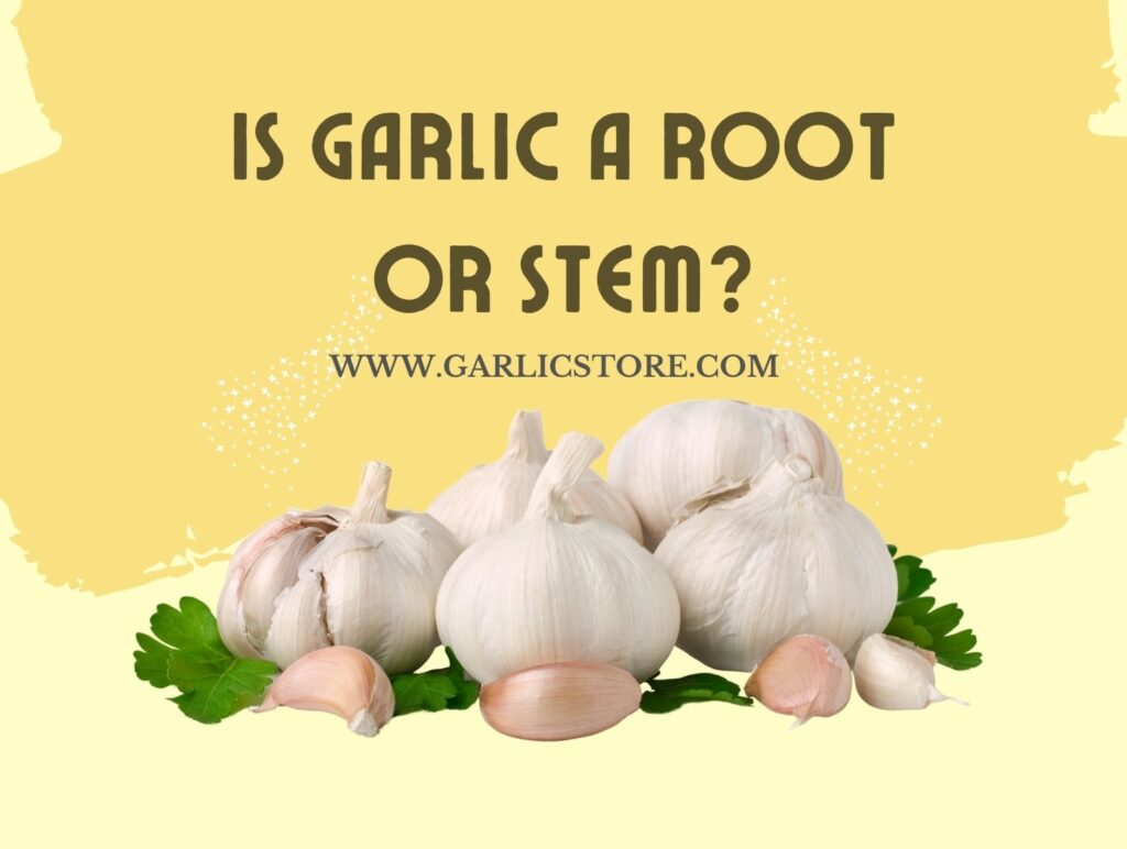 Is Garlic a Root Or Stem? Garlic Store