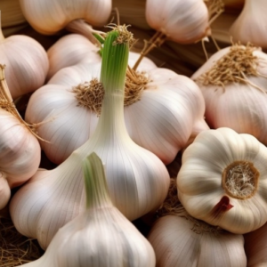 Grow Garlic for Home-Based Food Production