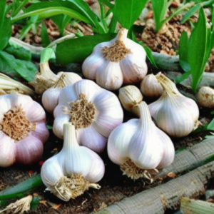 How to Grow Garlic for Edible Forest Gardens